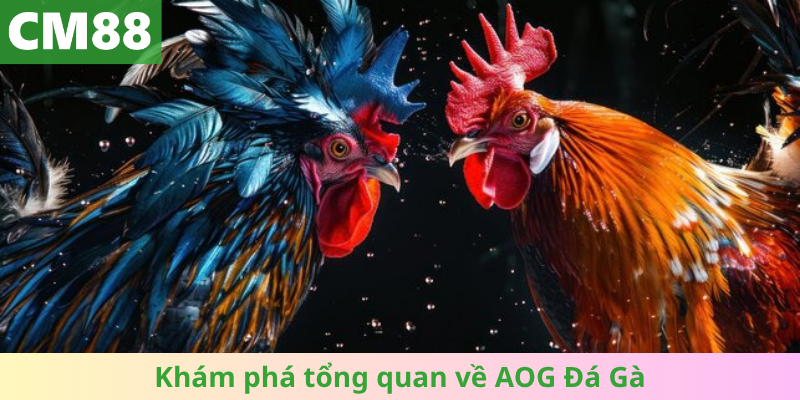 Khám phá tổng quan về AOG Đá Gà